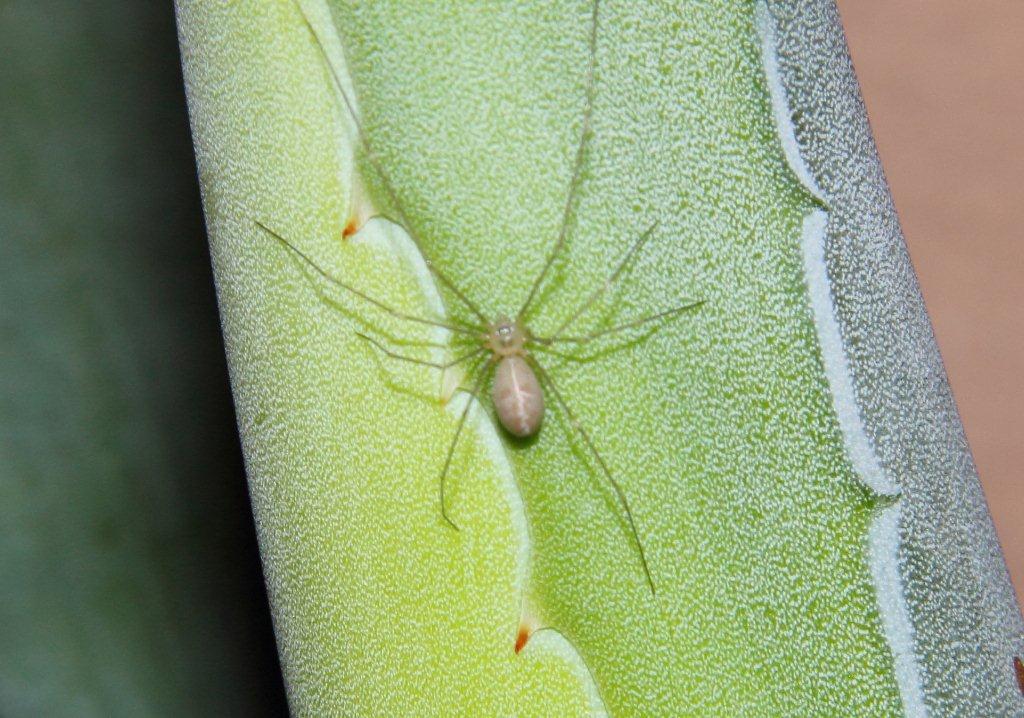 Pholcus phalangioides